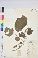 藏品(野桐)的圖片