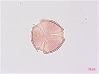 藏品(尼泊爾山香園)的圖片