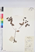 藏品(鉤腺大戟)的圖片