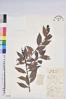 藏品(米飯花)的圖片