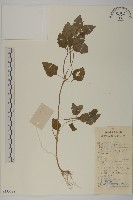 藏品(霍香薊)的圖片