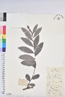 藏品(紅毛饅頭果)的圖片