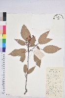 藏品(粗糠柴)的圖片