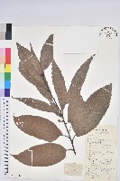 藏品(錐栗)的圖片