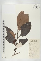 藏品(浙江柿)的圖片