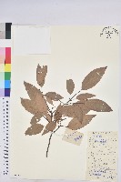 藏品(粗糠柴)的圖片