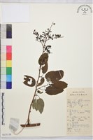 藏品(多花勾兒茶, 多花黃鱔藤)的圖片