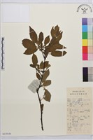 藏品(凍綠)的圖片