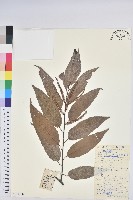 藏品(錐栗)的圖片