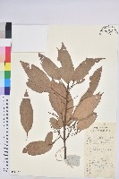 藏品(粗糠柴)的圖片