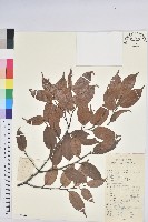 藏品(反刺苦櫧)的圖片