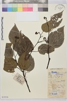 藏品(枳椇)的圖片