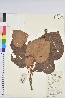 藏品(野桐)的圖片