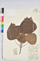 藏品(野桐)的圖片