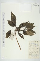 藏品(青莢葉)的圖片