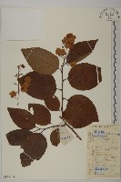 藏品(昆明山海棠)的圖片