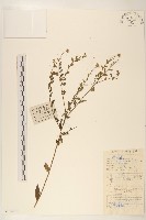 藏品(雞兒腸)的圖片