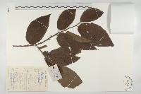 藏品(油柿)的圖片