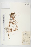 藏品(中國菟絲子)的圖片