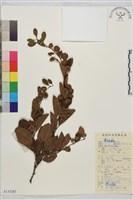 藏品(馬甲子)的圖片