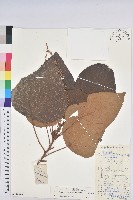 藏品(東南野桐)的圖片