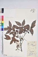 藏品(米飯花)的圖片