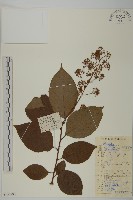 藏品(昆明山海棠)的圖片