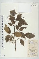 藏品(光皮樹)的圖片