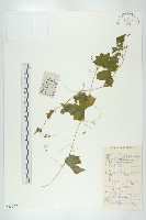 藏品(鈕子瓜)的圖片