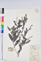 藏品(紅毛饅頭果)的圖片