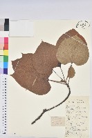 藏品(三年桐、光桐)的圖片