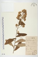 藏品(羊耳菊)的圖片