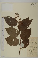 藏品(昆明山海棠)的圖片