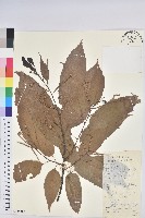 藏品(錐栗)的圖片