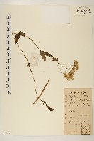 藏品(林氏澤蘭)的圖片