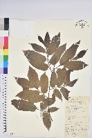 藏品(茅栗)的圖片