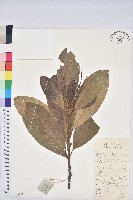 藏品(黧蒴栲)的圖片