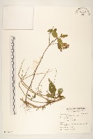 藏品(苦滇菜、苦菜)的圖片