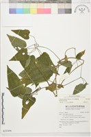 藏品(田代氏鐵線蓮)的圖片