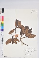 藏品(台灣高山杜鵑)的圖片