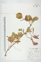 藏品(馬鞍藤)的圖片