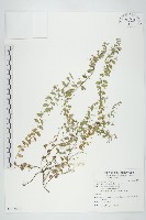 藏品(土丁桂)的圖片