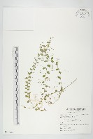 藏品(土丁桂)的圖片