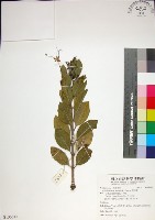 藏品(苦林盤)的圖片