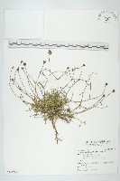 藏品(香茹)的圖片