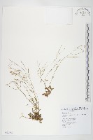 藏品(玉山筷子芥)的圖片