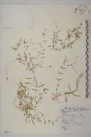 藏品(玉山石竹)的圖片