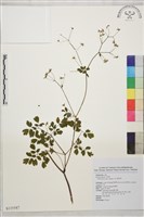 藏品(玉山唐松草)的圖片