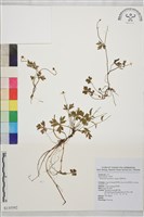 藏品(鹿場毛茛)的圖片