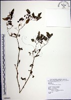 藏品(光果龍葵)的圖片